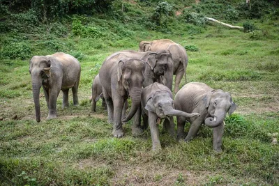 Воды слонам! / Water for Elephants (2011, фильм) - «\"Жизнь-это самое  грандиозное Шоу на Земле, которое вы увидите в фильме \"Воды Слонам\"\".» |  отзывы