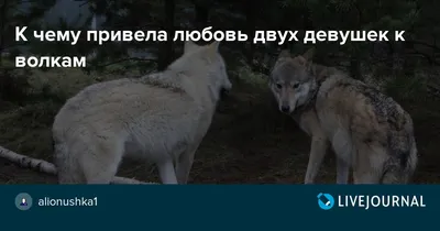 Верность волков в природе. | ВКонтакте