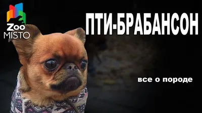 Ситуация не про собак, а про людей»: эксперты из Алтайского края обсудили  проблему бездомных животных