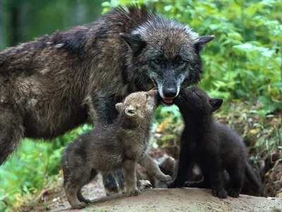 Волчья семья | Пикабу