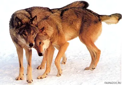 Онлайн пазл «Волчья семья»