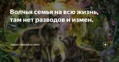 Скачать обои лес, семья, волки, волк, волчица разрешение 1920x1080 #14845