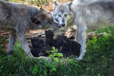 Волчья семья | Пикабу