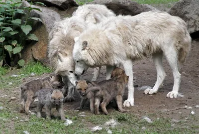 Картина по номерам \"Волчья семья\"
