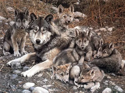 В заповеднике «Брянский лес» живёт одна волчья семья