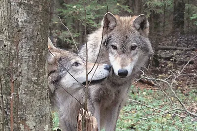 Правда о волках - Моя Самара