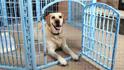 Уличные вольеры для собак в Сочи | Продажа и монтаж | Индустрия сварки