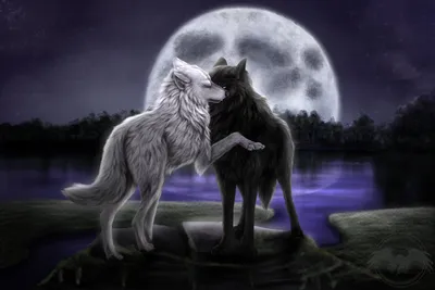 Волк И Волчица Любовь Фото фото