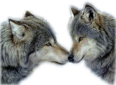Купить картина стразами Волк и волчица (АЖ-1200), цены на Мегамаркет |  Артикул: 100025524260