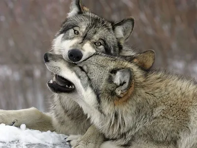 Черный волк и волчица (72 фото)