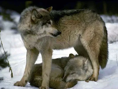 Женщина женщине волчица», или любовь по-волчьи. | Люди | Алёна, 08 февраля  2022