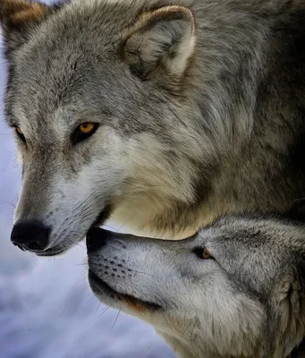 Любящий волк - 35 фото | Волчата, Животные, Собаки