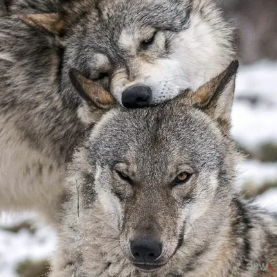 волчица и волк любовь видео｜Búsqueda de TikTok