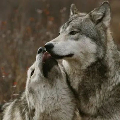 Волк и волчица - 90 фото