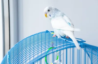 Статьи | Госпиталь птиц «Зелёный попугай»