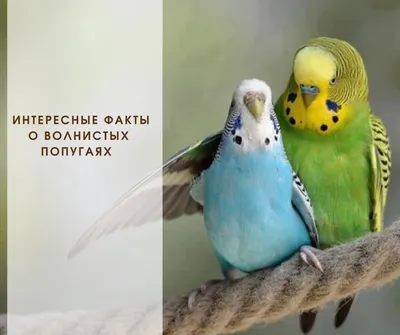 Покраснел глаз у волнистого попугая - Форумы о попугаях