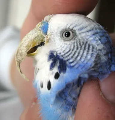 Интересные факты о волнистых попугаях