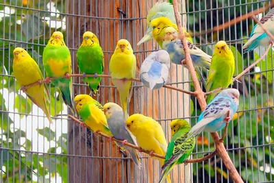 Заболевание волнистого попугая - Форумы о попугаях