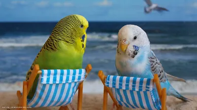 Волнистый попугай, уход и содержание | Климат-гарантия | Дзен