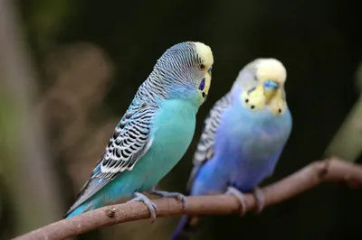 Сколько живут волнистые попугаи в неволе и дикой природе