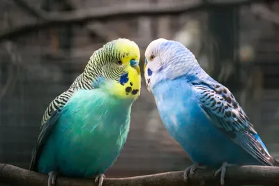 Волнистые попугаи поцелуй» — создано в Шедевруме