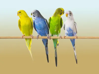 Волнистые попугайчики в Австралии создали 8-тысячную колонию: фото