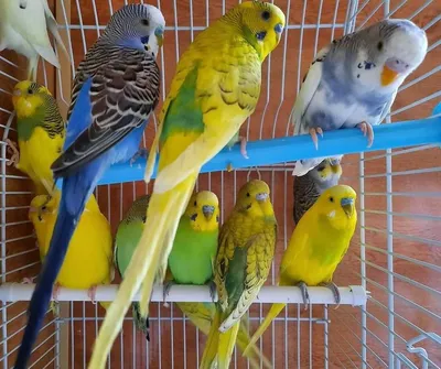 Волнистые попугаи купить в Паневежисе
