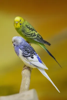 Волнистые попугайчики в роли домашних любимцев