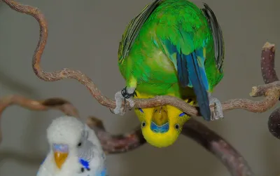 Чем могут болеть волнистые попугаи. | ВКонтакте
