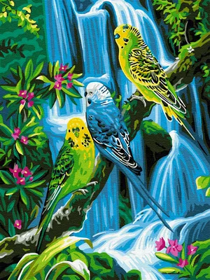 Волнистые попугаи в клетке стоковое фото. изображение насчитывающей зеленый  - 135851262