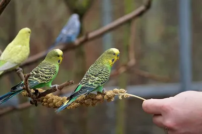 Волнистые попугайчики: или учить попугая говорить, или ждать птенцов. Птицы