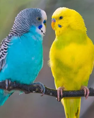 Волнистые попугайчики и их потомство
