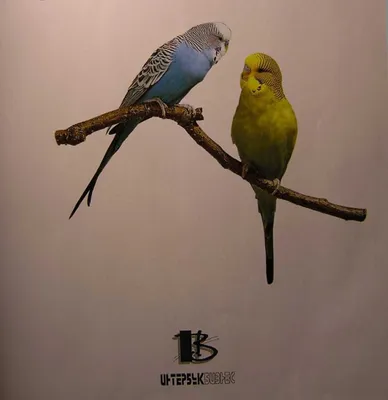 Волнистые попугаи (лат. Melopsittacus undulatus), фотографии волнистых  попугаев