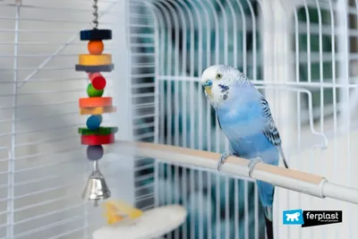 Волнистые попугаи | Parrot