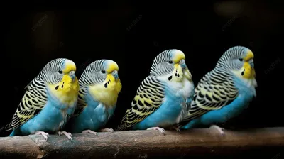 Волнистые попугаи едят с человеческими руками Стоковое Фото - изображение  насчитывающей ангстрома, природа: 118026262