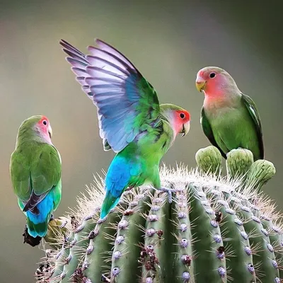 Сколько живут волнистые попугаи в неволе и дикой природе