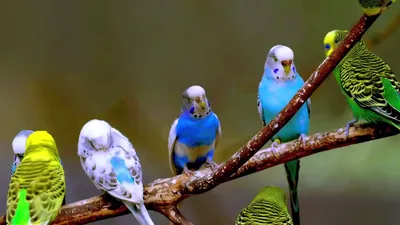 Волнистые попугаи 💖💖💖❤❤❤💙💛 | Facebook