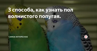 3 способа, как узнать пол волнистого попугая. | Самое интересное | Дзен