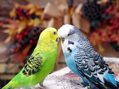 Как можно определить пол и возраст волнистых попугайчиков? - RUFOR.ORG