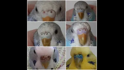 Нашли волнистого попугайчика, помогите, плиз, опреденить пол/возраст, что у  него с клювом? | Пикабу