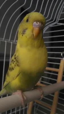 Помогите пожалуйста определить пол волнистого попугая | Пикабу