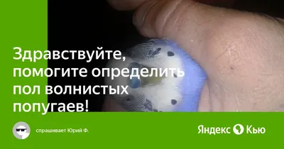 Здравствуйте, подскажите пожалуйста пол и возраст попугайчиков) | ◕◕◕Волнистые  попугаи + кореллы◕◕◕ | ВКонтакте
