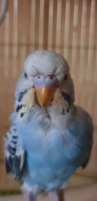 Здравствуйте,помогите определить пол волнистых попугаев!» — Яндекс Кью