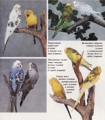 📚 🐤 Явные отличия восковицы самца и самочки || Птенцов волнистого попугая  🏡 Тишка и Феня на даче - YouTube