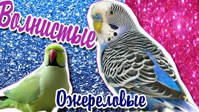 Волнистые попугаи [Иммануэль Бирмелин] (fb2) читать онлайн | КулЛиб  электронная библиотека