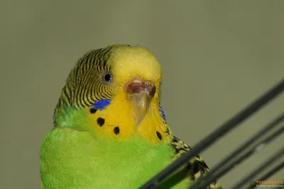Налёт у волнистого попугая - Особенности поведения и физиологии волнистых  попугаев - Форумы Mybirds.ru - все о птицах
