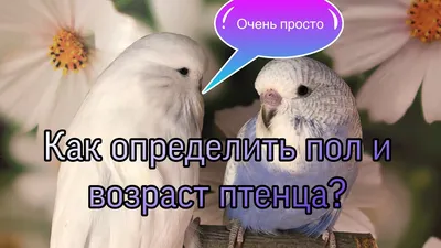 Определяем пол и возраст волнистого попугая - YouTube