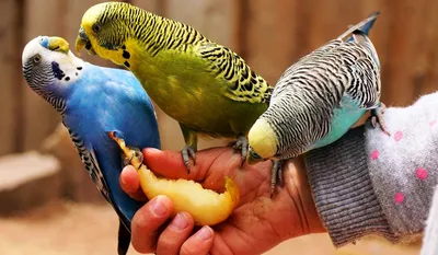 Определение пола и возраста попугаев № 13 - Стр. 102 - Форумы о попугаях