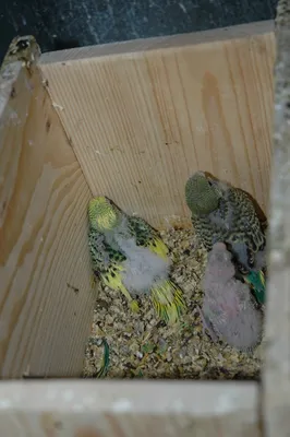Радужные волнистые попугаи и получехи: 579 грн. - Птицы Одесса на Olx