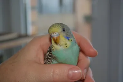 Волнистый попугай 🦜 Выбор, уход, размножение | Pet7